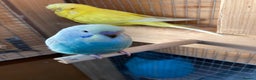Budgerigars birds for sale: Baby budgies aviary bred  - Advert 12