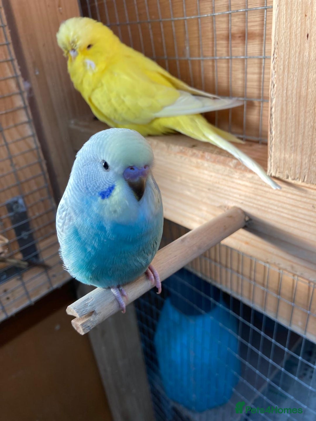 Budgerigars birds for sale: Baby budgies aviary bred  - Advert 8