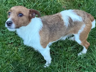 Jack Russell dogs Branston in Pickering - Advert 4