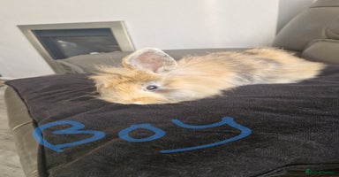 Mini Lion Lop rabbits - Advert 11