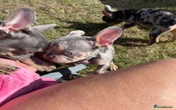 French Bulldog dogs for sale: Kc registered 12 week old French. Bulldogs  - Image 20