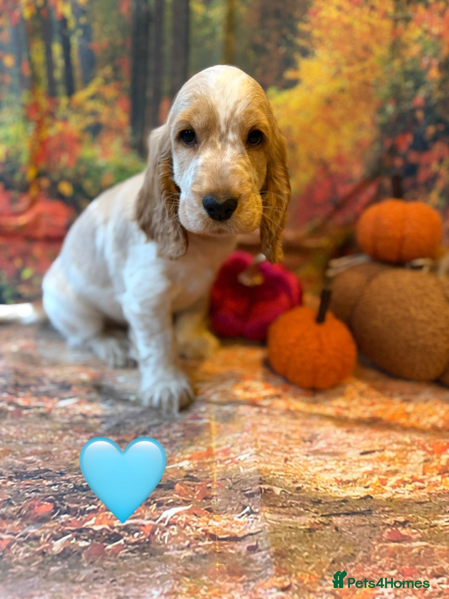 Cocker Spaniel dogs for sale: Health tested parents orange roan show type  - Advert 19