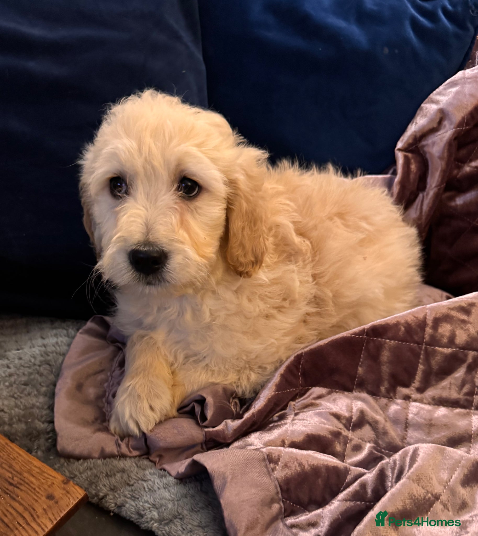 Goldendoodle dogs Stunning Goldendoodle puppies  LAST PUP  - Advert 2