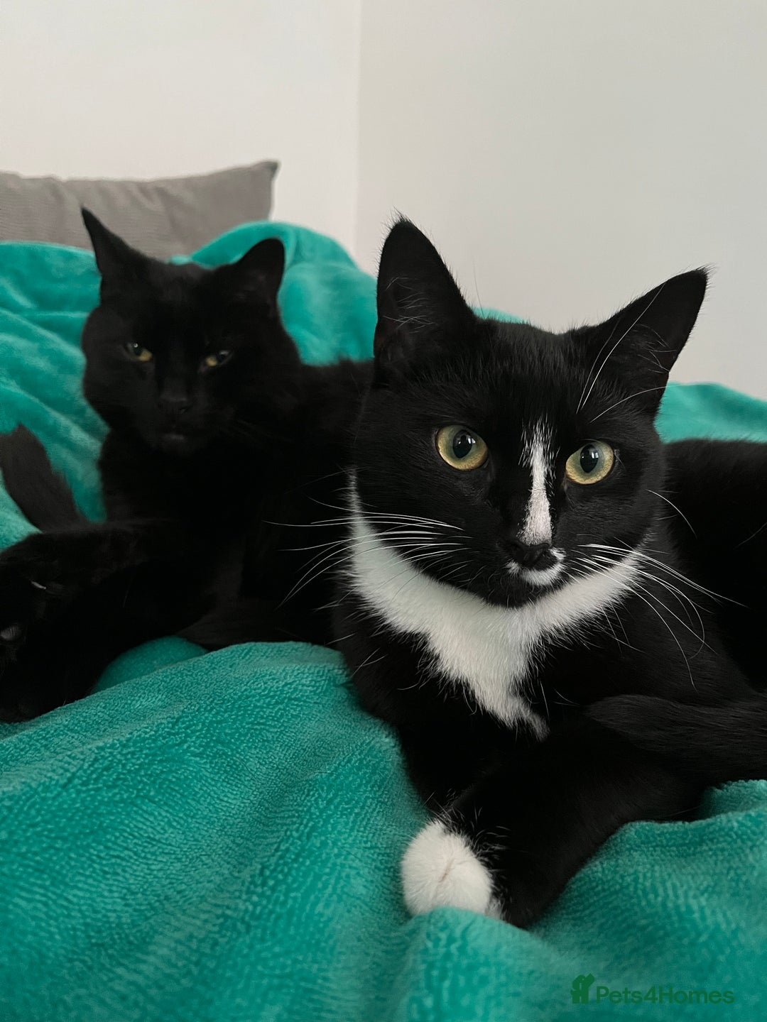 American Shorthair cats for sale: 2 brothers need a new home ASAP BOTH STAY TOGETHER - Advert 8