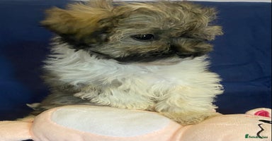 Mixed Breed dogs - Advert 12