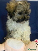 Mixed Breed dogs - Advert 12