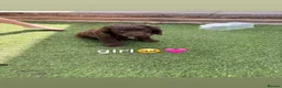 Cockapoo dogs for sale: Cockapoo puppies😍 in Wednesbury - Advert 3