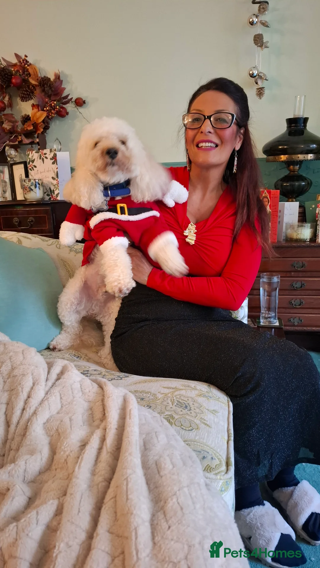 Toy Poodle dogs for stud: Toy Poodle for Stud - Advert 3