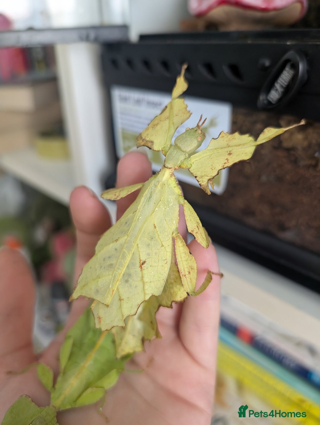 Stick Insects invertebrates for sale: Giant Malaysian leaf insects - Advert 2