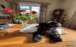 Mixed Breed dogs for sale: 2 Adorable Shorkie puppies  - Image 6