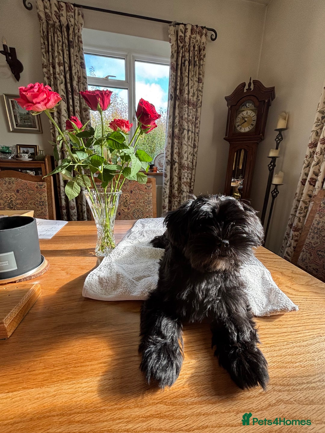 Mixed Breed dogs for sale: 2 Adorable Shorkie puppies  - Image 6