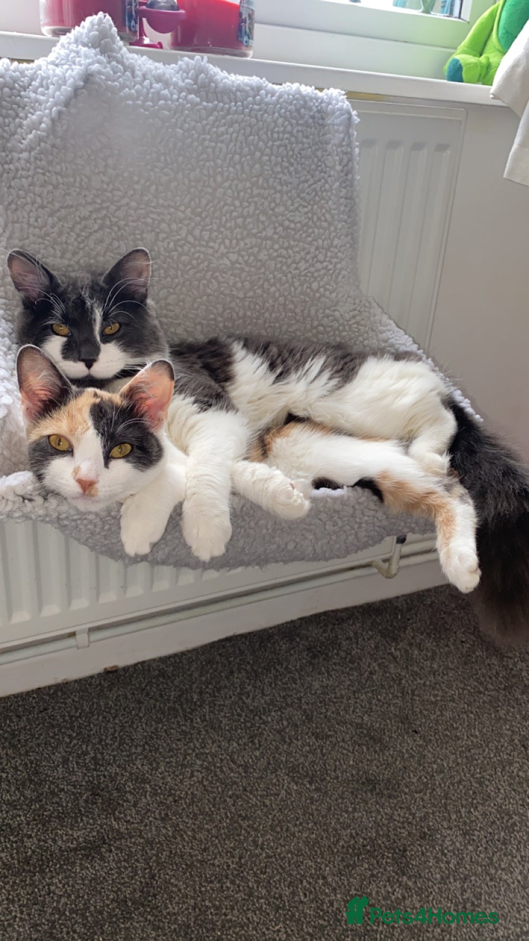 Domestic Shorthair cats for sale: Bisk , Cali & Scottie  - Image 7