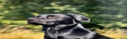 Labrador Retriever dogs for sale: Beautiful litter of 8 Black Labrador puppies  - Advert 3