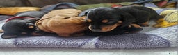 Dachshund dogs for sale: Beautiful Miniature Dachshund - Advert 7