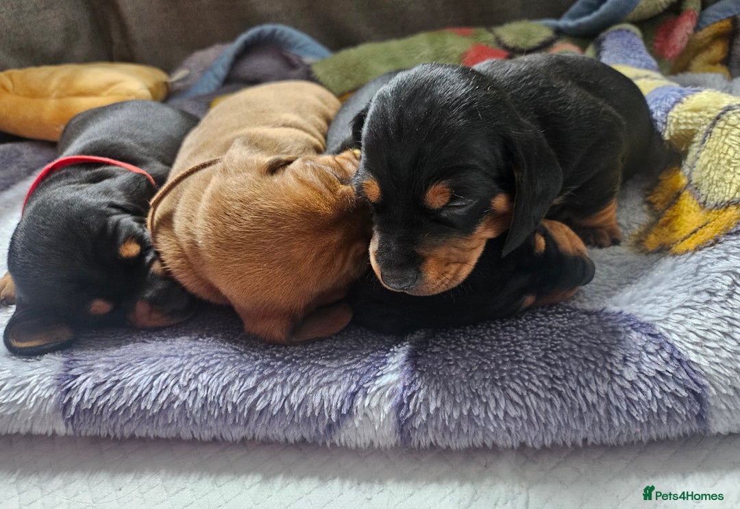 Dachshund dogs for sale: Beautiful Miniature Dachshund - Advert 7