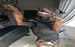 Rottweiler dogs for stud: Male rottweiler stud in Liverpool - Image 6