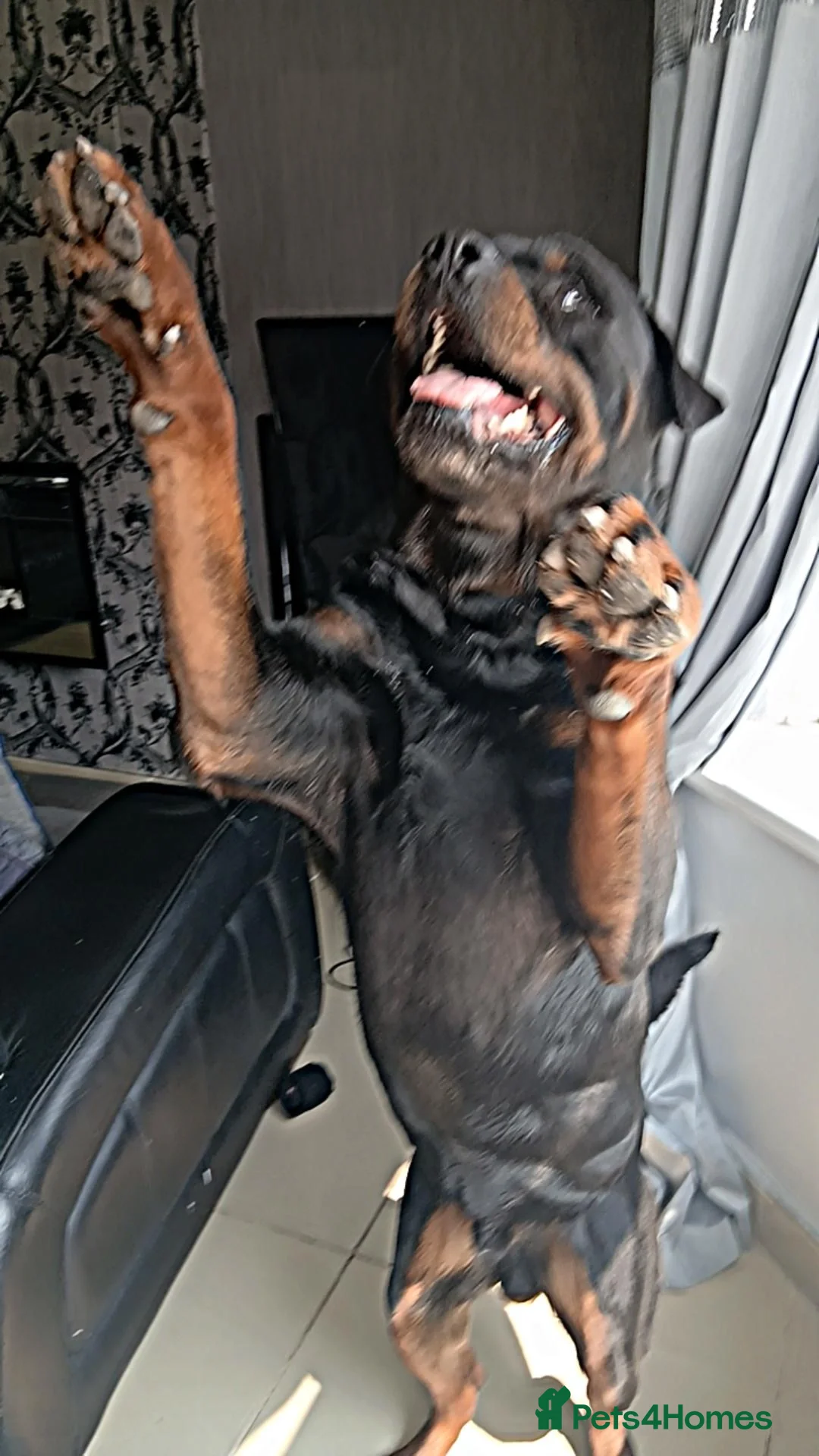 Rottweiler dogs for stud: Male rottweiler stud in Liverpool - Image 6