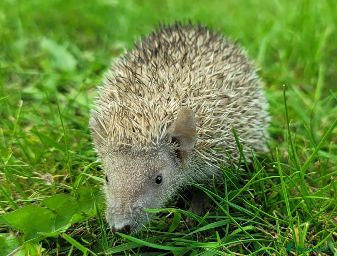 Pygmy Hedgehog rodents for sale: Gorgeous 2026 Lesser Tenrec babies - Advert 2