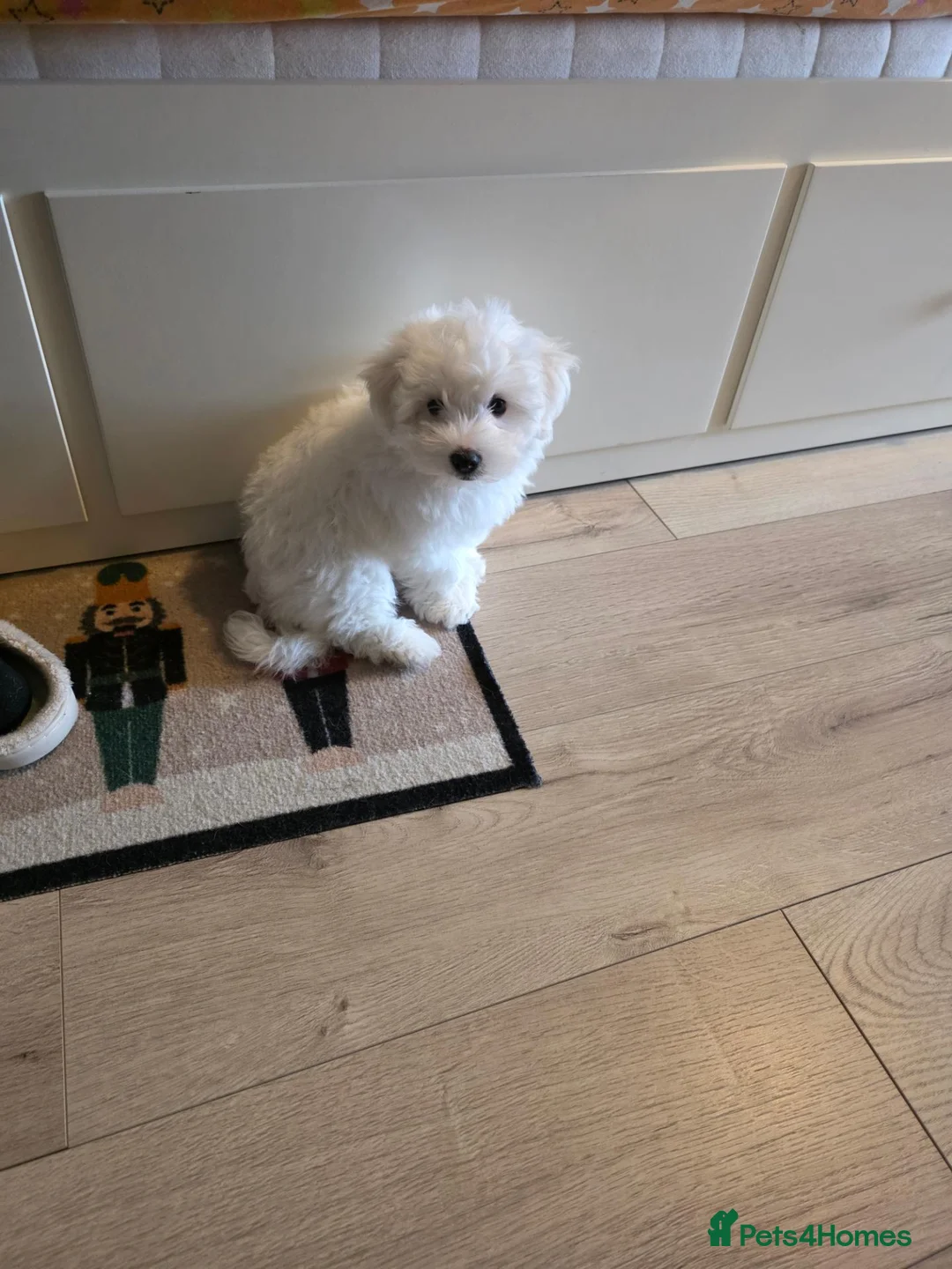 Maltese dogs for sale: Sell Bichon Maltese  in Tonypandy - Advert 2