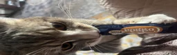 Domestic Shorthair cats for sale: Ameen-sweet and affectionate best friend - Advert 5