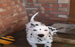 Dalmatian dogs for sale: KC registered family raised puppies available  - Image 8