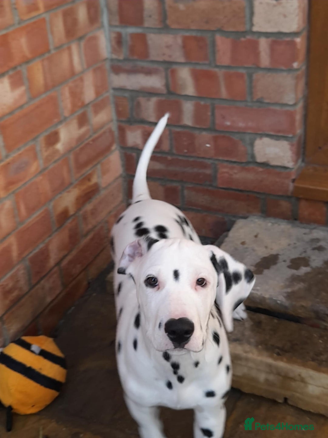 Dalmatian dogs for sale: KC registered family raised puppies available  - Image 8