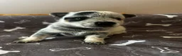 Australian Cattle Dog dogs for sale: Stunning cattle dogs waiting list now open - Advert 9