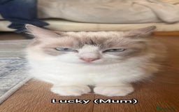Ragdoll cats for sale: Beautiful Ragdoll Kittens GCCF registered  - Image 13