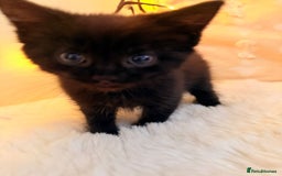 Mixed Breed cats for sale: 7 Floofy kittens looking for forever homes..  - Image 5