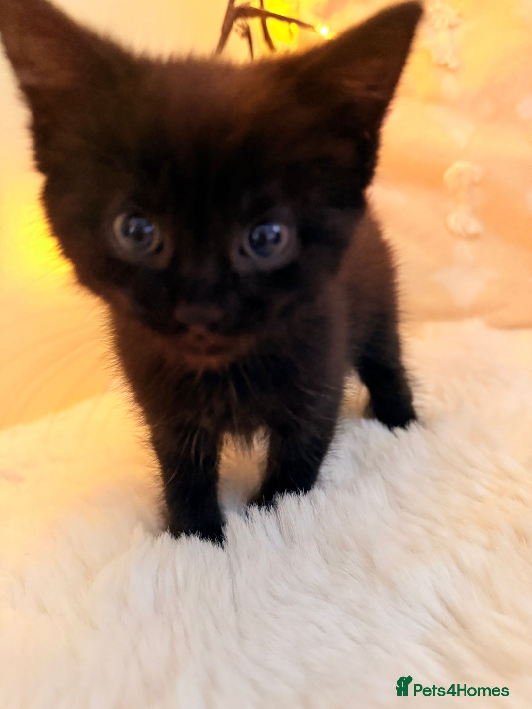 Mixed Breed cats for sale: 7 Floofy kittens looking for forever homes..  - Image 5