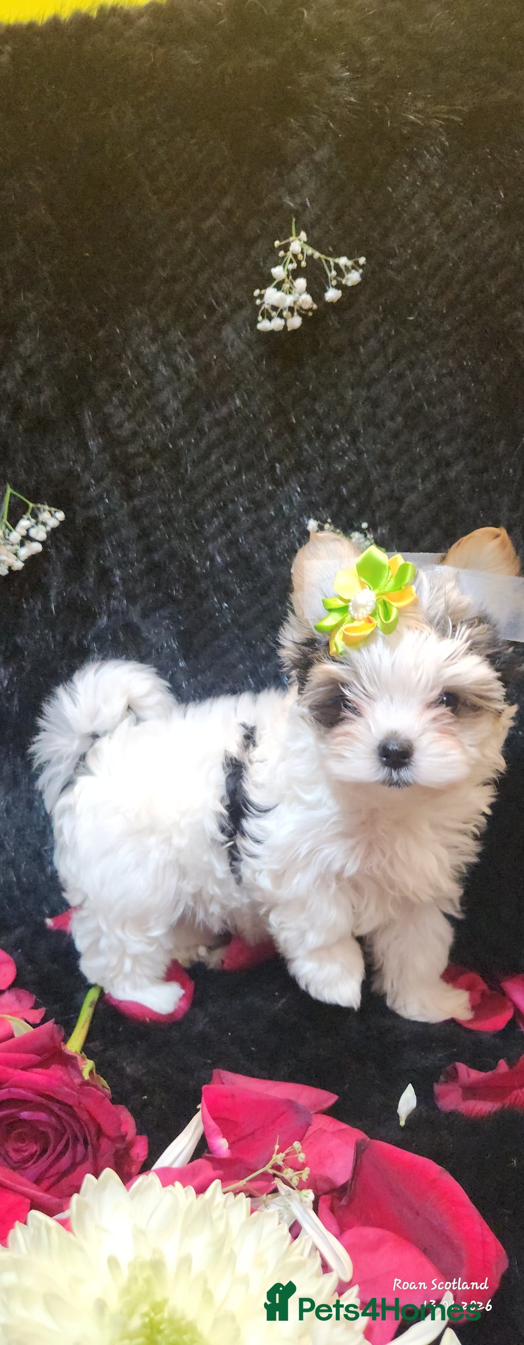 Yorkshire Terrier dogs for sale: Luxury Yorkshire Terrier Puppies/Home Raised/IHR   - Advert 29
