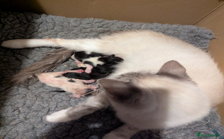 Maine Coon cats Maine Coon x Ragdoll kittens - Advert 1