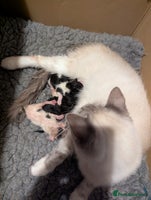 Maine Coon cats Maine Coon x Ragdoll kittens - Advert 12