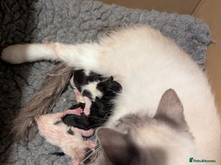 Maine Coon cats Maine Coon x Ragdoll kittens - Advert 3