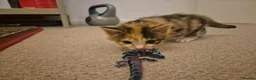 British Shorthair cats for sale: Beautiful kittens - Advert 6