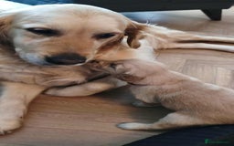 Golden Retriever dogs for sale: Beautiful Golden Retriever Puppies For Sale - Image 4