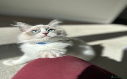 Ragdoll cats for sale: 💙LAST MALE 💙GCCF Registered Ragdoll Kittens🐾 in Taunton - Image 5