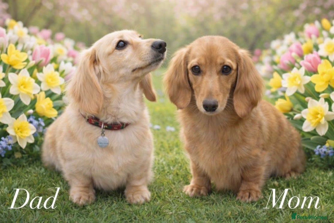 Miniature Dachshund dogs 𝕃𝕠𝕟𝕘 𝕙𝕒𝕚𝕣𝕖𝕕 𝕞𝕚𝕟𝕚 𝕕𝕒𝕔𝕙𝕤𝕙𝕦𝕟𝕕s - Advert 1