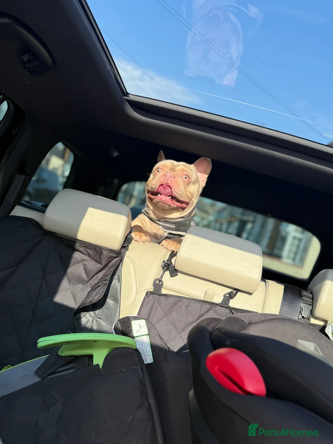 French Bulldog dogs for stud: Stud Bulldog French Lilac - Advert 4