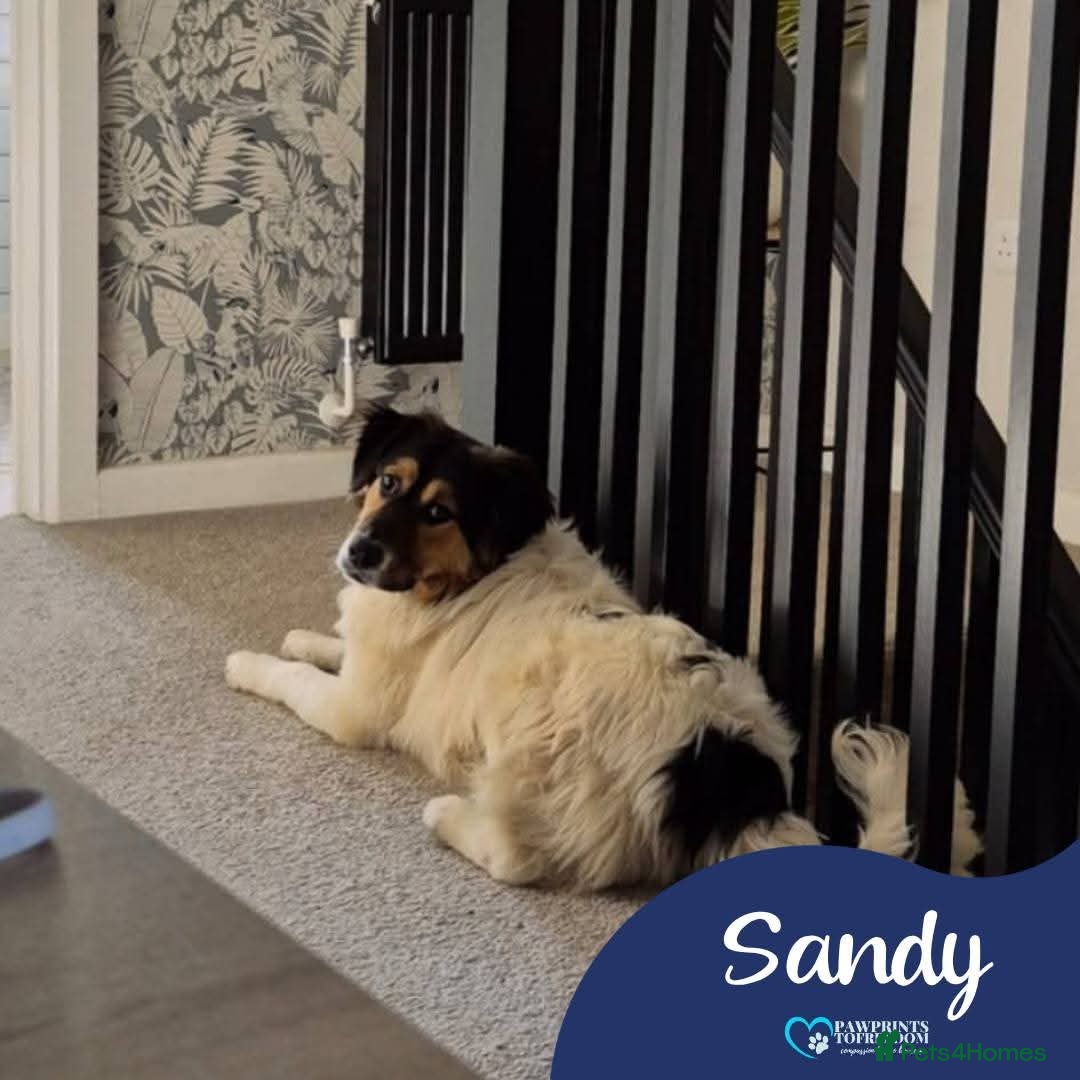 Mixed Breed dogs Meet Sandy, currently residing in Powys - Advert 1