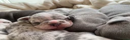 French Bulldog dogs for sale: French bulldog rope puppies  in Bournemouth - Advert 6
