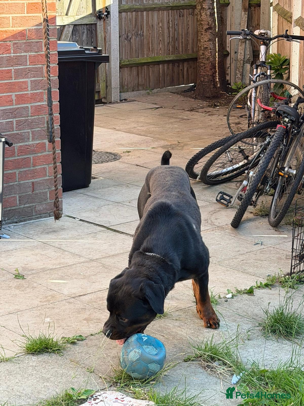 Rottweiler dogs German Boxed Head Rottweiler Male 1year + - Advert 4