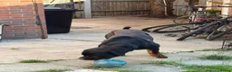 Rottweiler dogs for sale: German Boxed Head Rottweiler Male 1year + - Advert 1