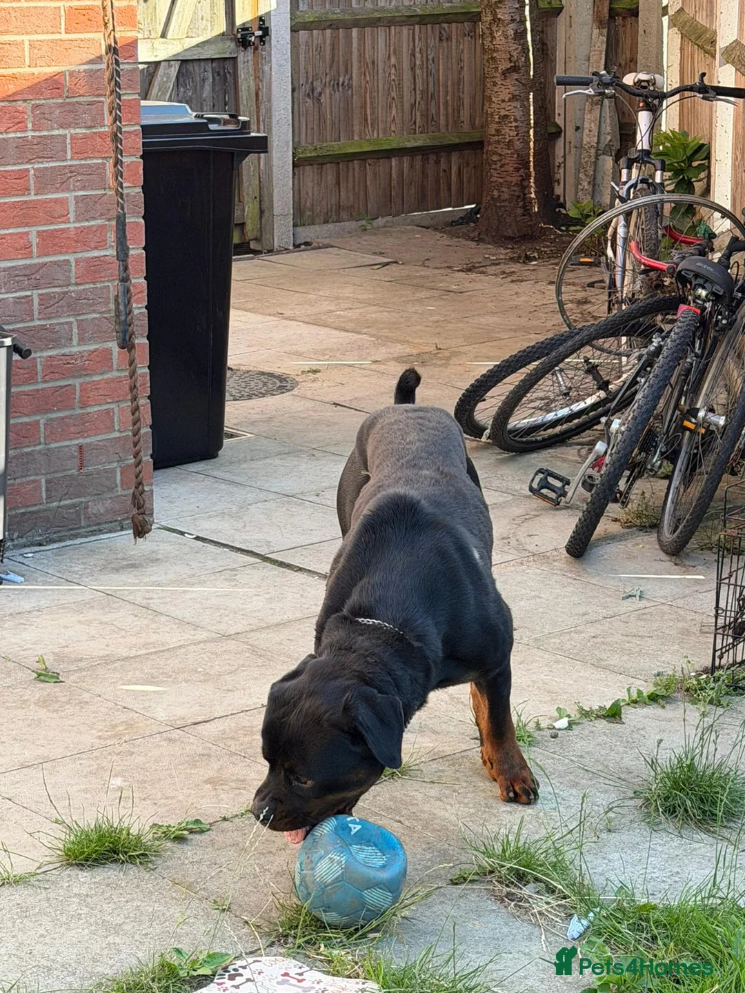 Rottweiler dogs for sale: German Boxed Head Rottweiler Male 1year + - Advert 1