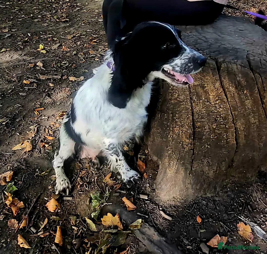 Bocker dogs for sale: Bocker girl  - Advert 4