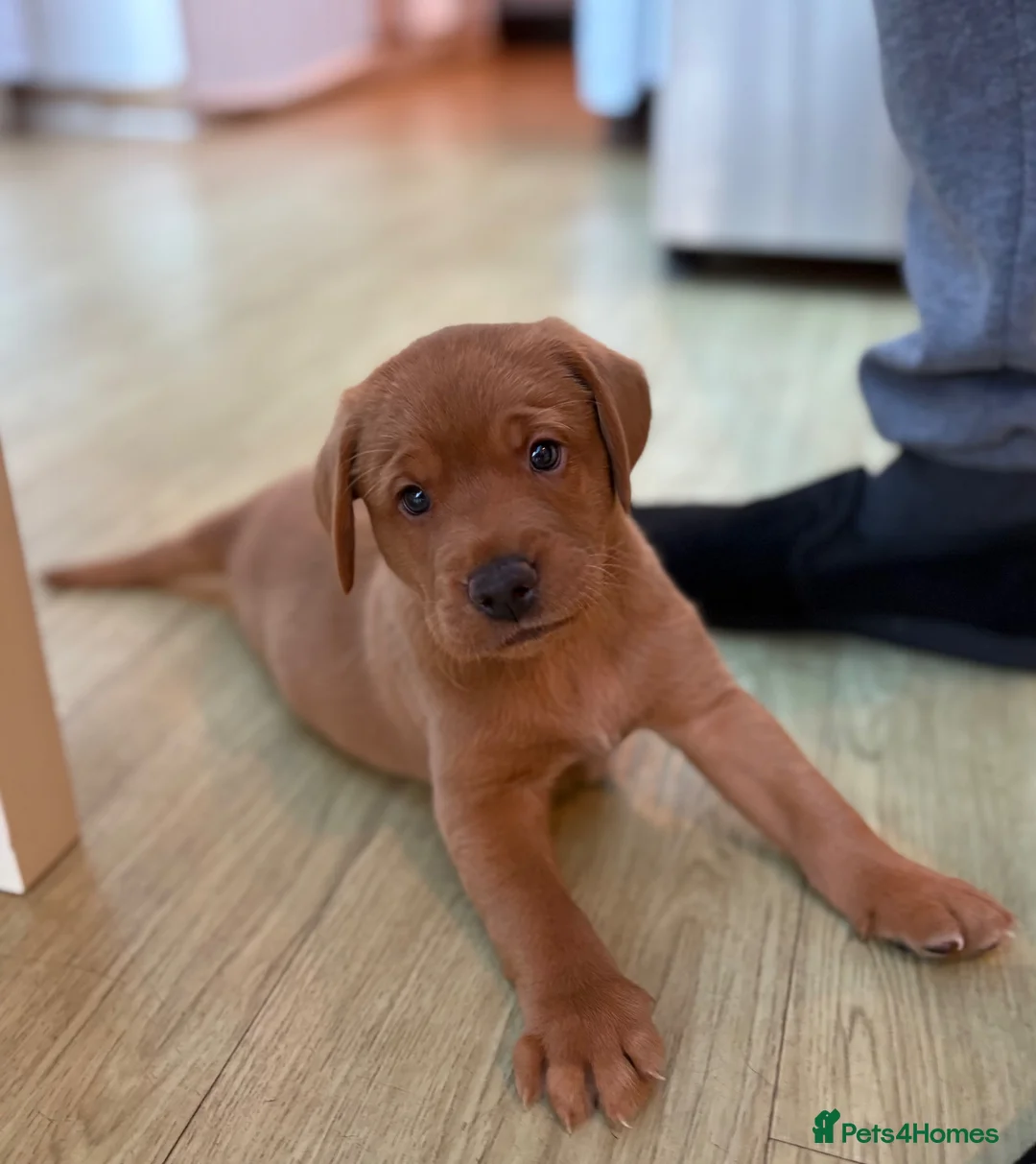Labrador Retriever dogs for sale: KC reg Labrador puppies: 1 Fox Red, 1 black  in Northwich - Advert 10