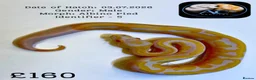 Python Snake reptiles for sale: Ball Pythons for Sale - Advert 6