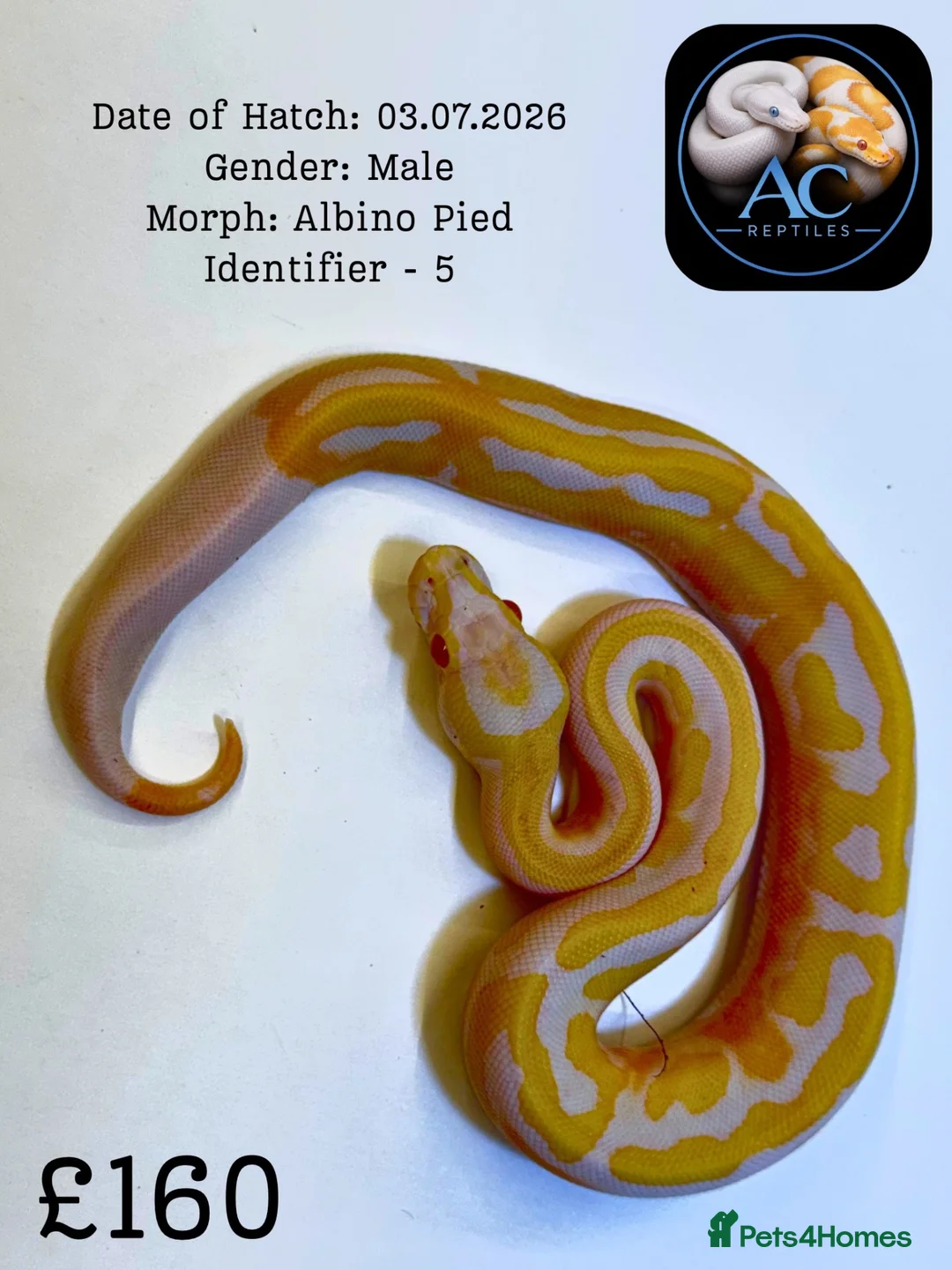 Python Snake reptiles for sale: Ball Pythons for Sale - Advert 6