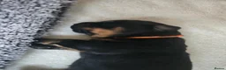 Rottweiler dogs for sale: 3 adorable rottweiler girls  - Advert 4