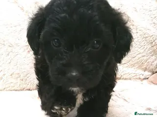 Jackapoo dogs 7 Beautiful Jackapoo puppies - Advert 4